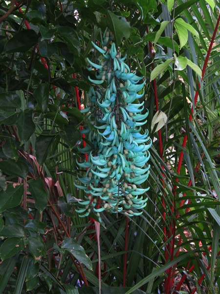 Premières inflorescences de la liane de jade des Philippines devant un écran de Cyrtostachys renda de Sumatra..jpg