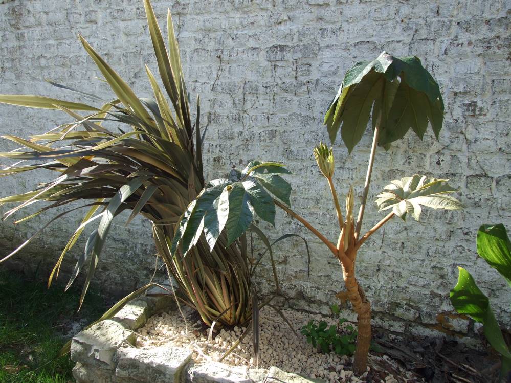 Phormium pink stripe et tetra rex