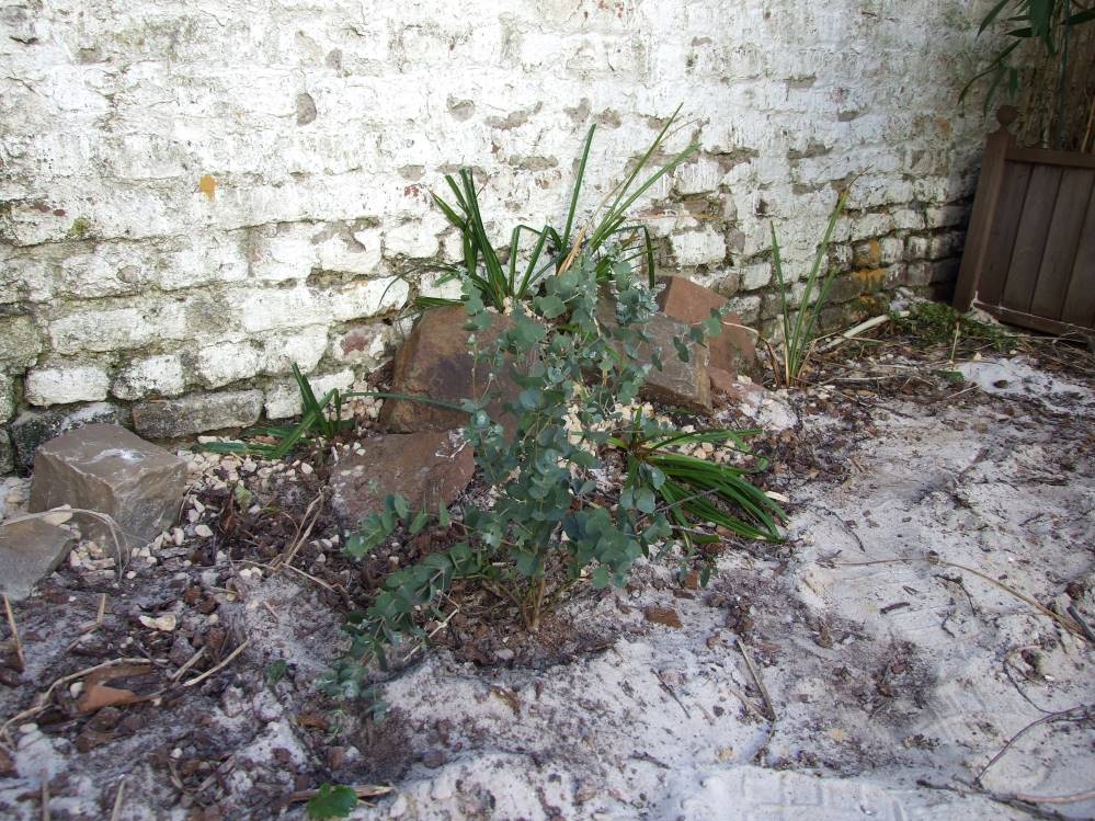 eucalyptus azura