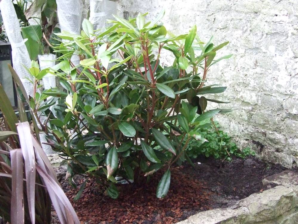 rhododendron ponticum