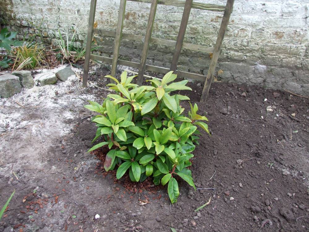 rhododendron hybride tamarindos