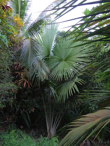 Le Tahina spectabilis planté en janvier 2014 est en train de démarrer en puissance abandonant sa forme distique des premières années..jpg