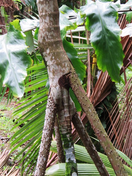 La nouvelle racine échasse naissante du palmier marcheur, dont on distingue la protubérance, va sortir.jpg