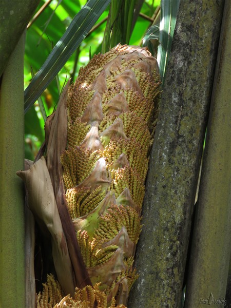 L'inflorescence s'ouvre...jpg