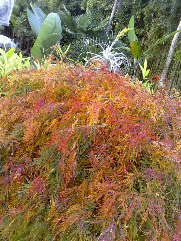 L'automne.jpg
