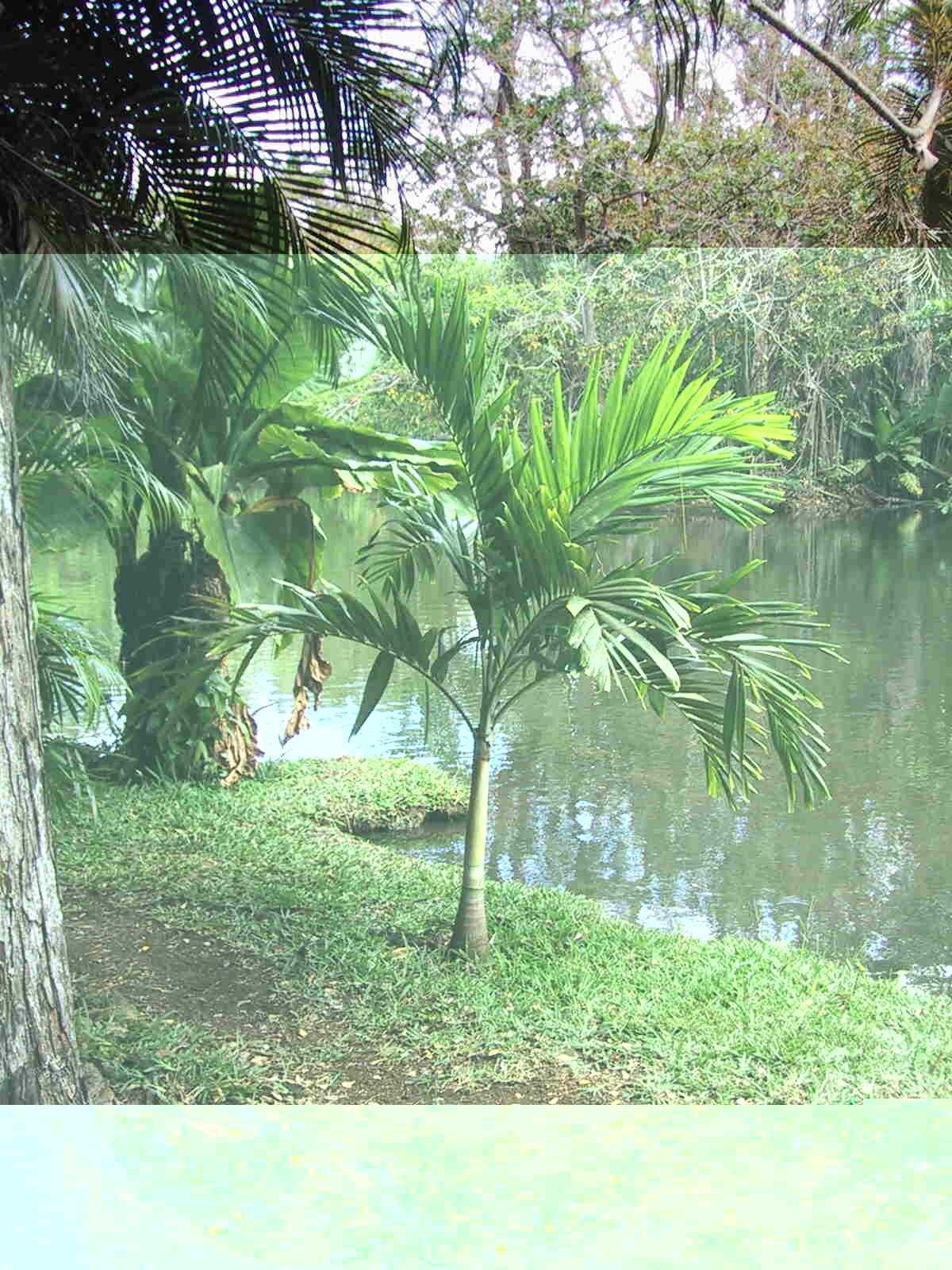 A identifier également