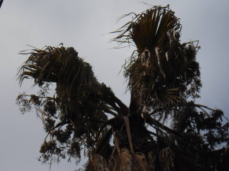 Washingtonia mal en point.