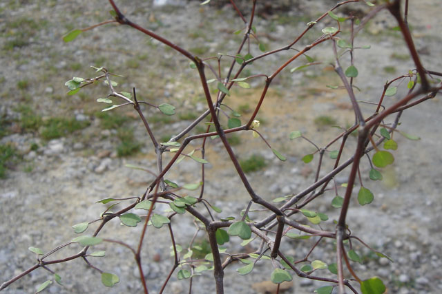 Muehlenbeckia web1.jpg