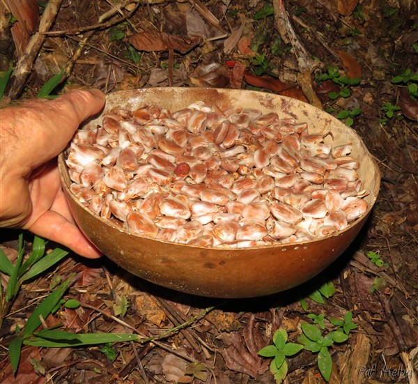 Je place les graines avec leur mucilage autour, dans une calebasse au fond perforé..jpg