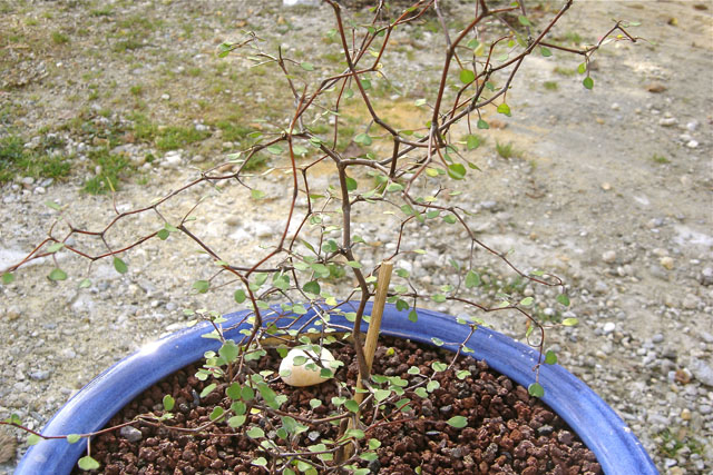 Muehlenbeckia web2.jpg