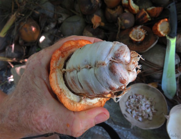 Extraction des graines de cacao enveloppées d'un mucilage agréable en bouche et légèrement sucré..jpg