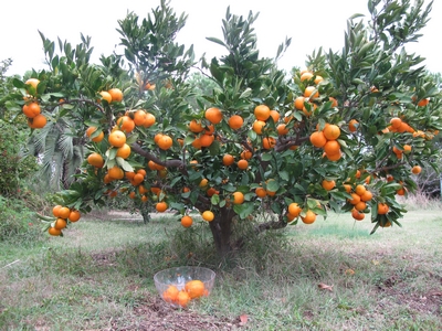 Satsuma Okitsu, pleine maturité.jpg