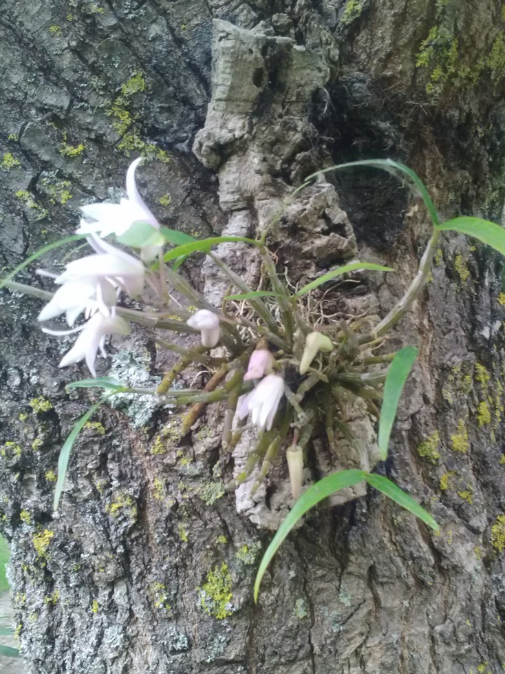 dendrobium moniliforme