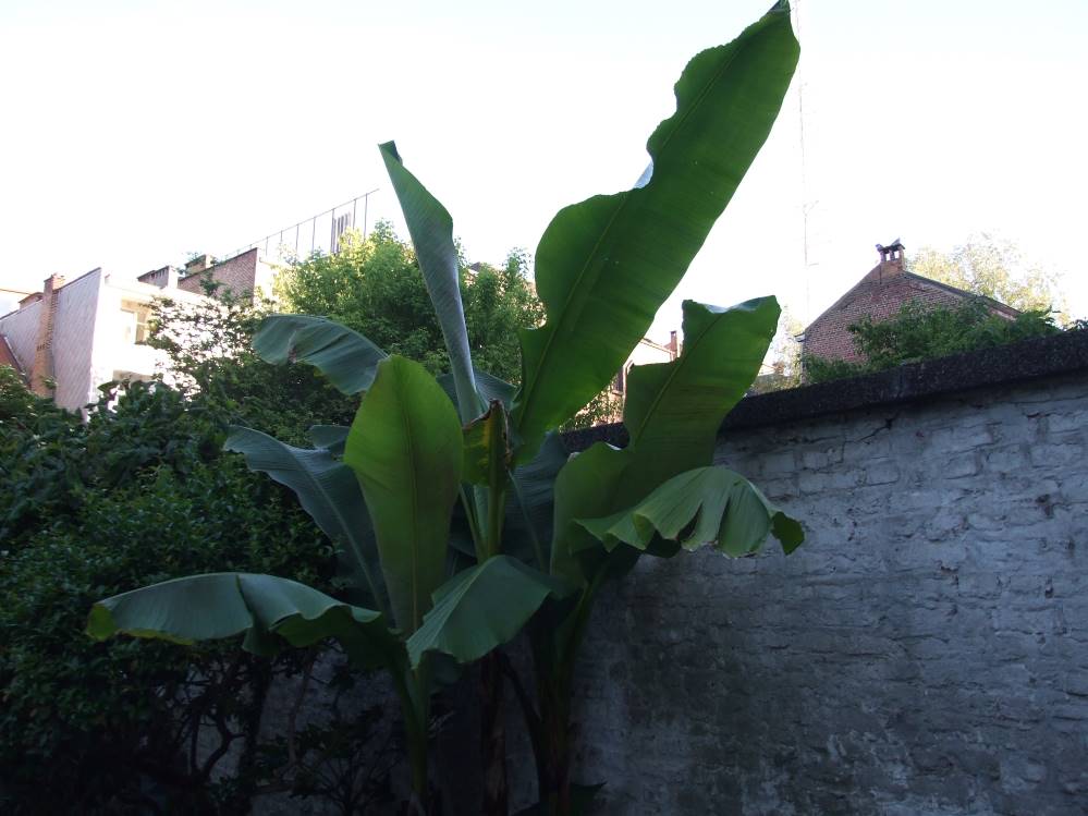 DSCF4352bis.JPG
