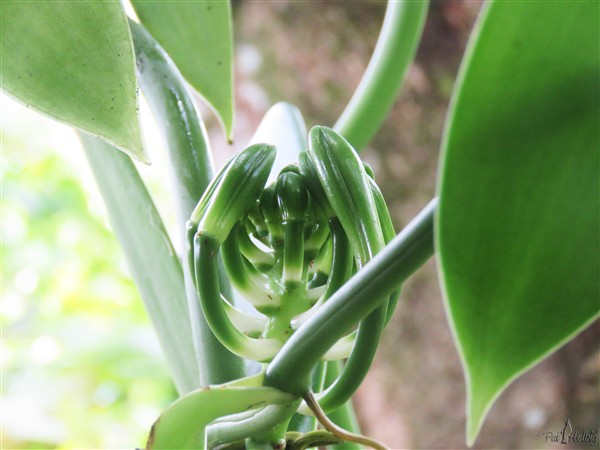 Première floraison dans trois jours..jpg