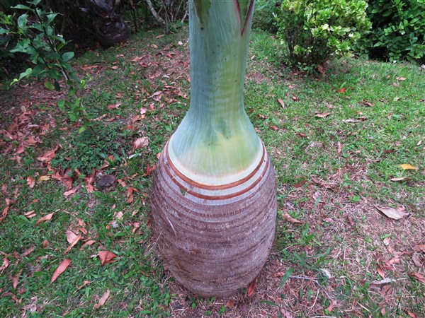 Le Hyophorbe lagenicaulis au stade où`il ressemble à une bonbone..jpg