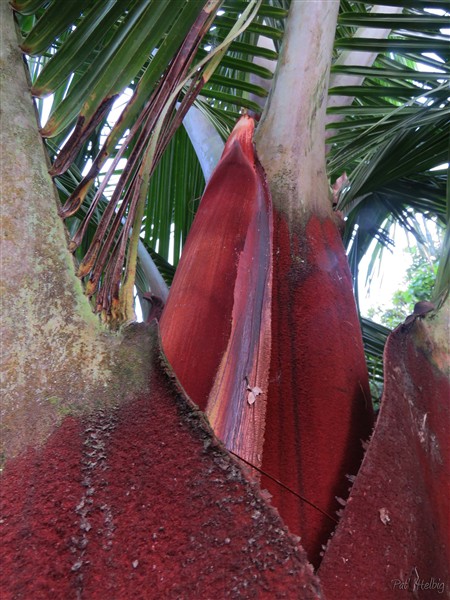 Les premières spathes du Dypsis lastelliana planté en décembre 2013..jpg