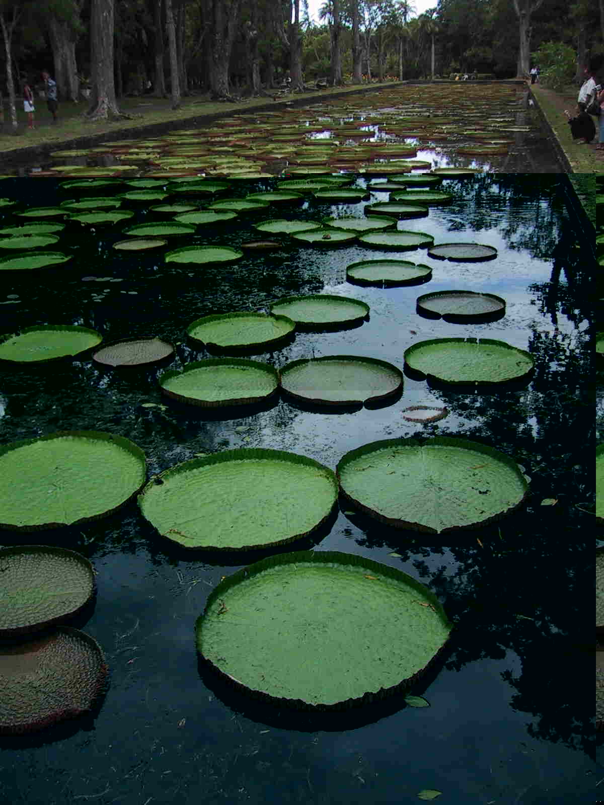Bassin du Jardin  de Pamplemousse