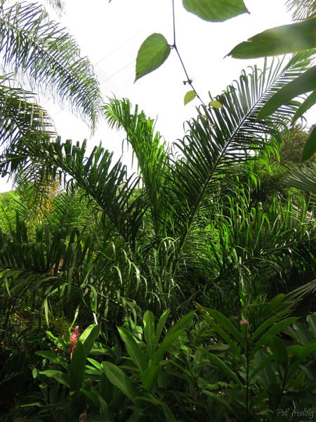 Le Dypsis pretoniana planté en septembre 2014.jpg