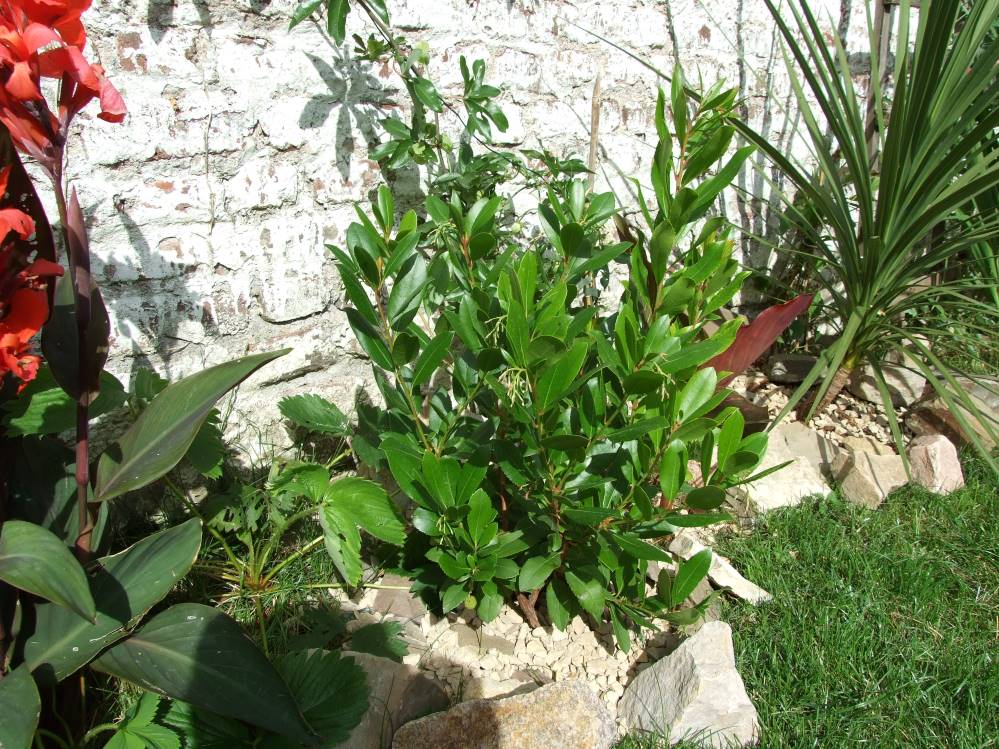 DSCF4703bis.JPG