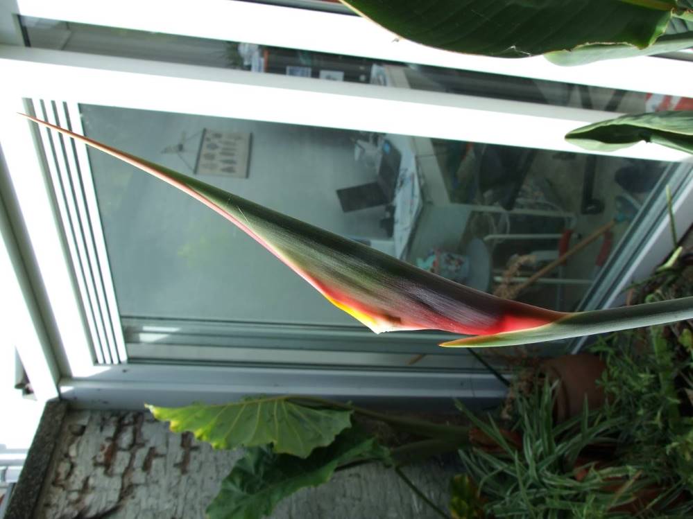 DSCF5281bis.JPG