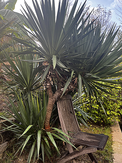 Yucca-1.jpg