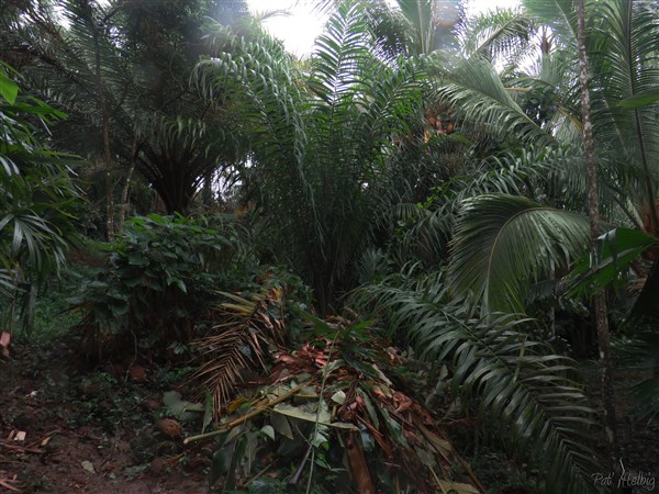 Les palmiers à huile. Au premier plan l'Elaeis oleifera et à gauche en arrière l'Elaeis guinensis..jpg