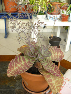 Kalanchoe (variété à déterminer en boutons en avril 2011. Les boutons ne se sont jamais ouverts.