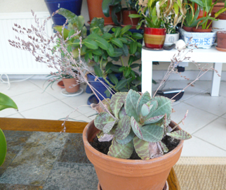 Le même Kalanchoe à nouveau en boutons en novembre 2011. J'espère que cette fois il s'ouvriront.