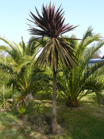 Cordyline atropurpurea. Au pied à gauche, un Washingtonia et l'extrême gauche une Cordyline australis. En arrière plan, deux Phœnix canariensis âgés de huit ans.