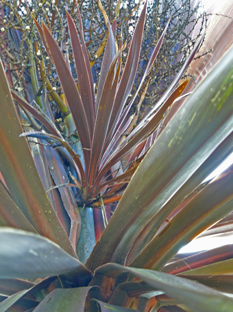 Cordyline atropurpurea. Rejet poussant directement sur la hampe florale de l'année précédente. La Cordyline mourra deux mois plus tard…