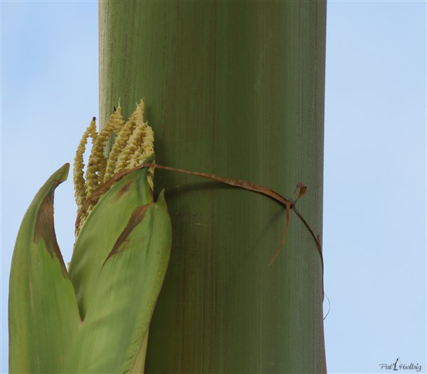 Ingéniosité de Mère nature!!.jpg