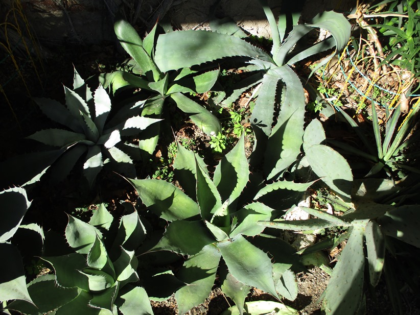 agave 7.JPG