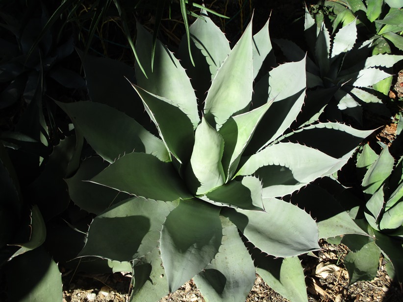 agave 8.JPG