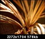 img6496v.th.jpg