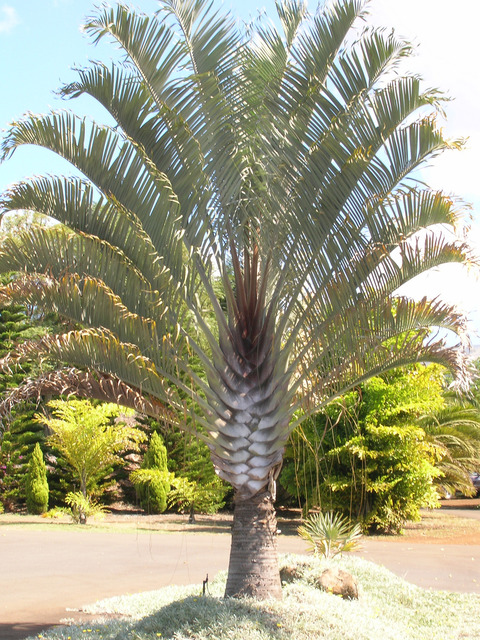 dypsis-decaryi-palmier-triangle-2.jpg