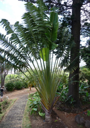 tropica-arbre-du-voyageur-1-sachet-1042812-fr.jpg