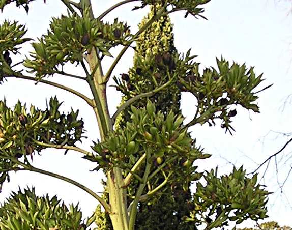 bulbilles et cosses.JPG