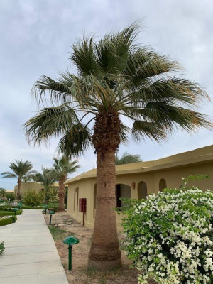 Washingtonia filifera.jpg