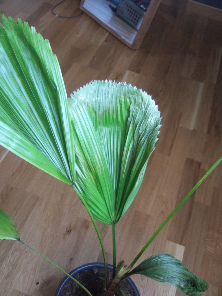 DSCF6333.JPG