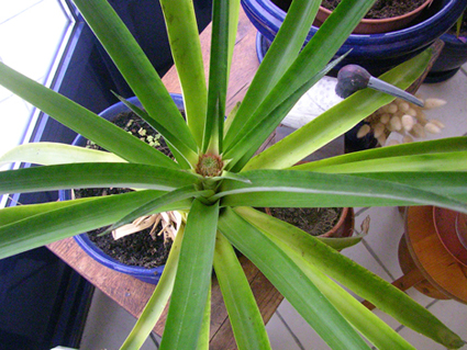 Au bout de trois ans et demi environ, on voit apparaître au cœur de la plante le futur ananas.