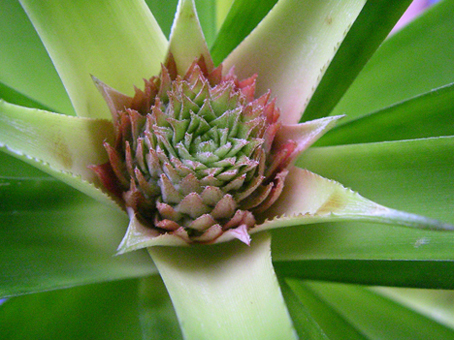 Gros plan sur le futur ananas. Il faut encore attendre environ huit mois pour qu'il arrive à maturité.