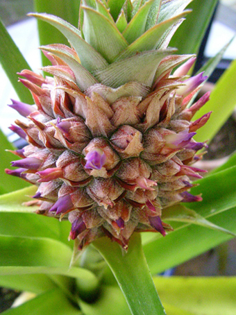 Avant de devenir un fruit, l'embryon fleurit. Ce n'est pas très spectaculaire mais c'est assez excitant –surtout la première fois !– d'assister à cette floraison.