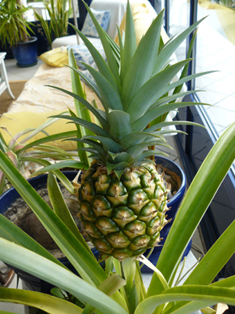 L'ananas a enfin atteint sa taille définitive. Mais il n'est encore mûr pour autant, bien que dans le commerce on en trouve souvent de cette couleur. Il faut encore patienter un mois avant qu'il prenne sa jolie couleur orange.