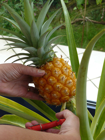 Le grand jour est enfin arrivé ! L'ananas est maintenant entièrement orange : il est prêt à être coupé. Pour la suite voir mon avatar !