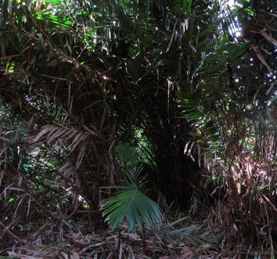 Les Salacca zalacca plantés le 25 08 2014 provenant de l'île de Lombok, souffrent en ce moment de la sécheresse.