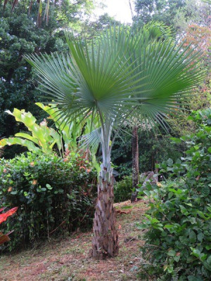 Le Copernicia hospita planté le 14 05 2012 après un &quot;habillage&quot;.