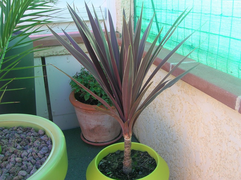 la cordyline pourpre taillé