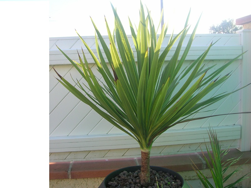l'autre cordyline taillé aussi et dénudé