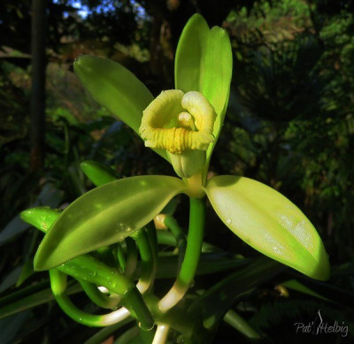 Au soleil levant , la beauté de la fleur de cette orchidée nommé la vanille!